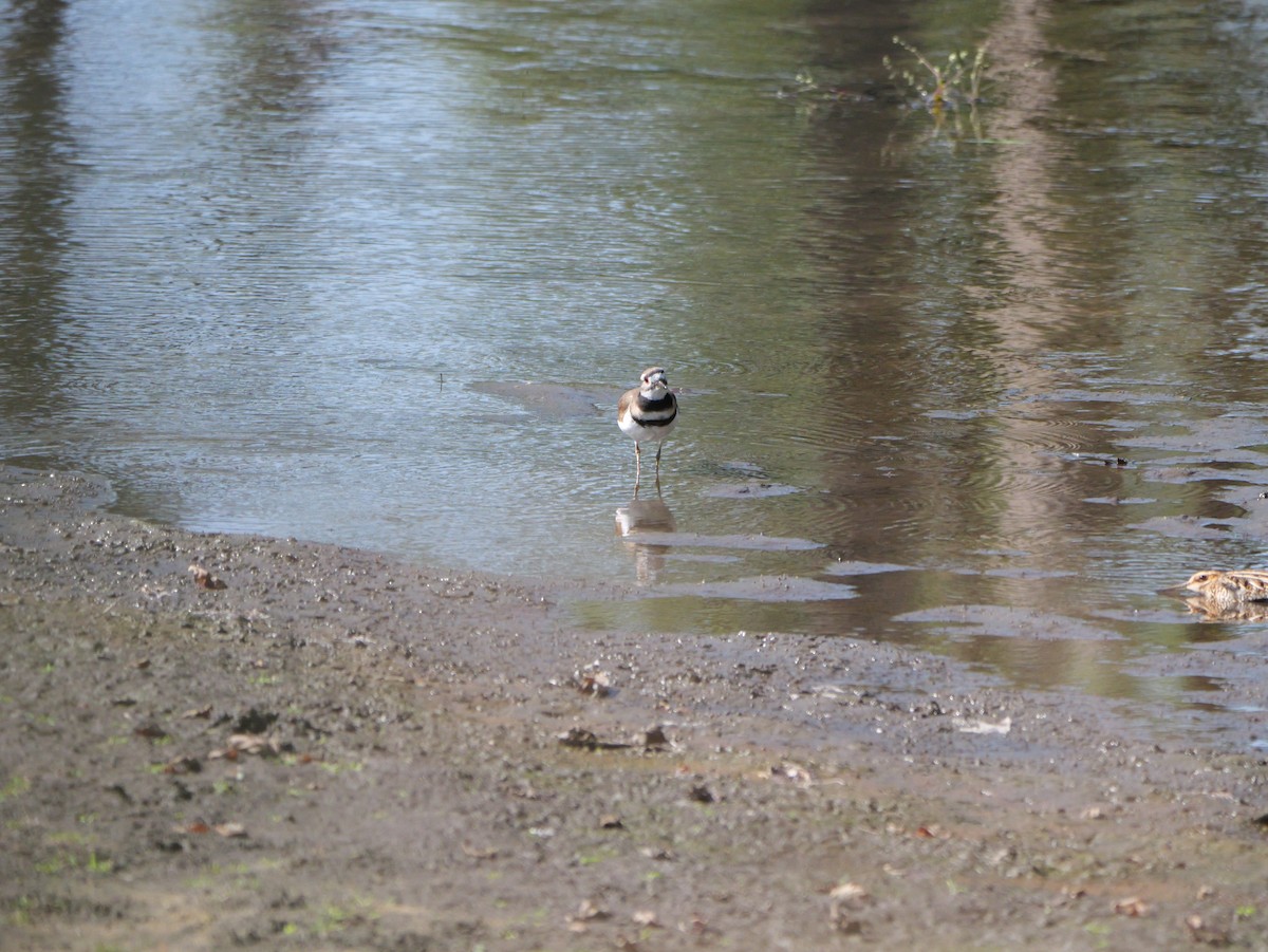 Killdeer - ML643606806