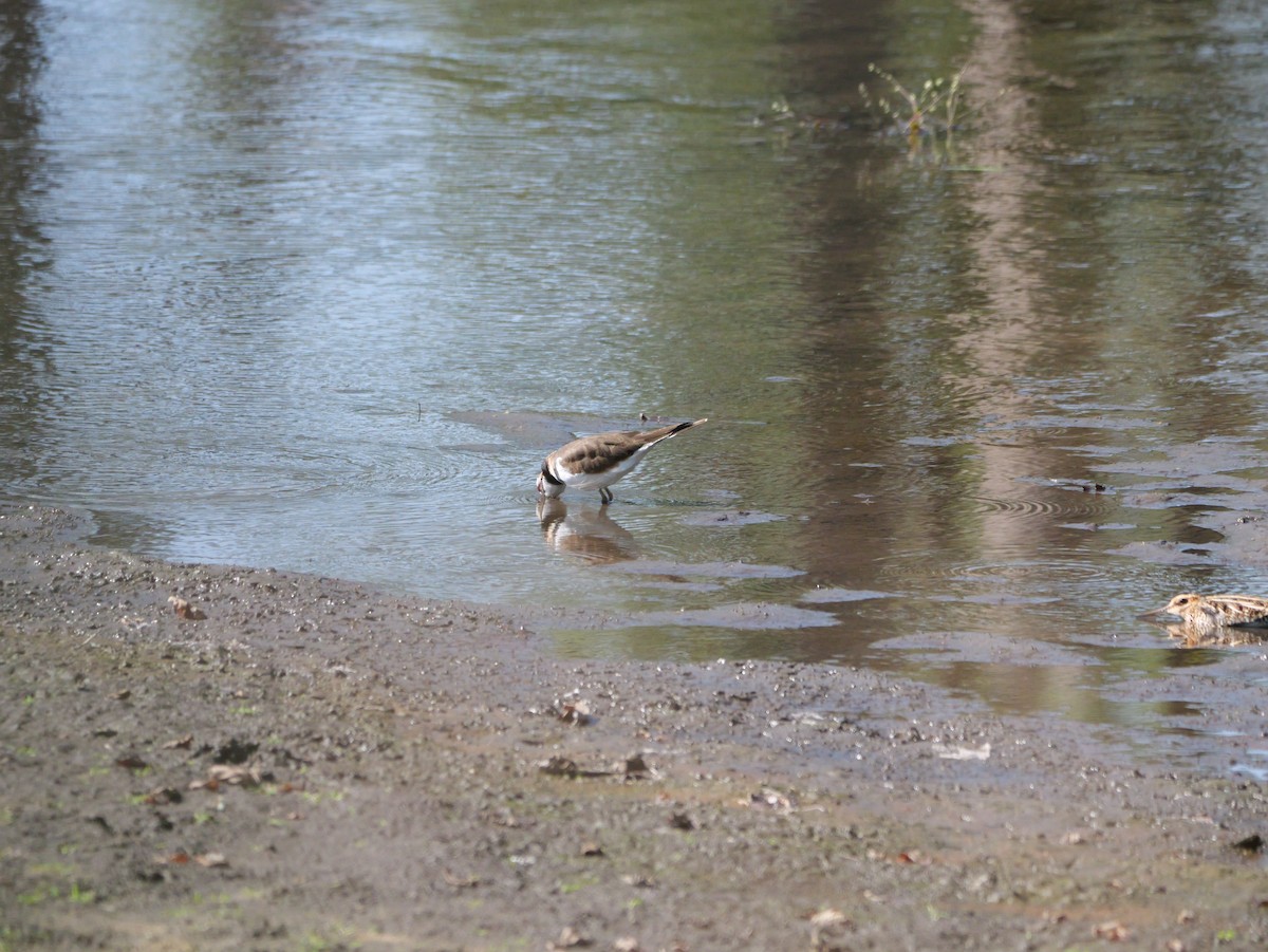 Killdeer - ML643606807