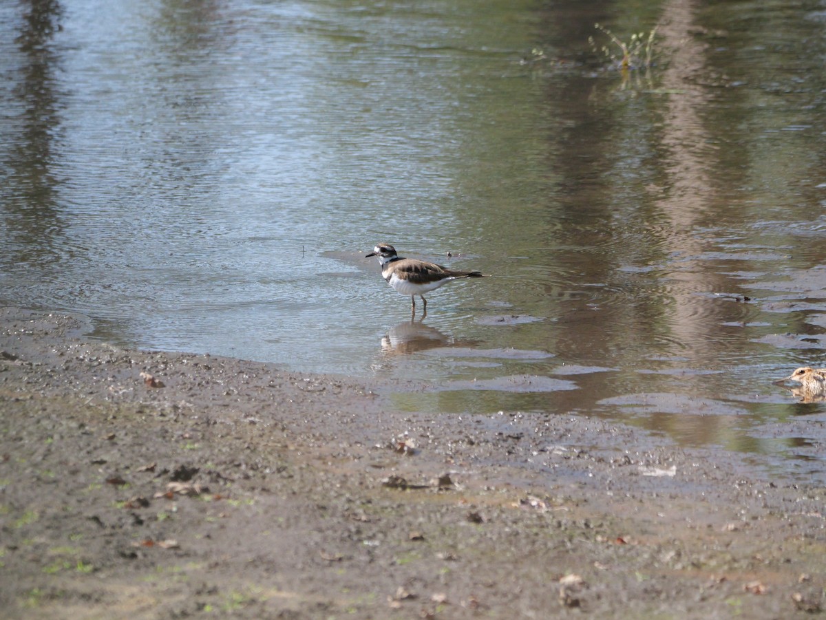 Killdeer - ML643606808