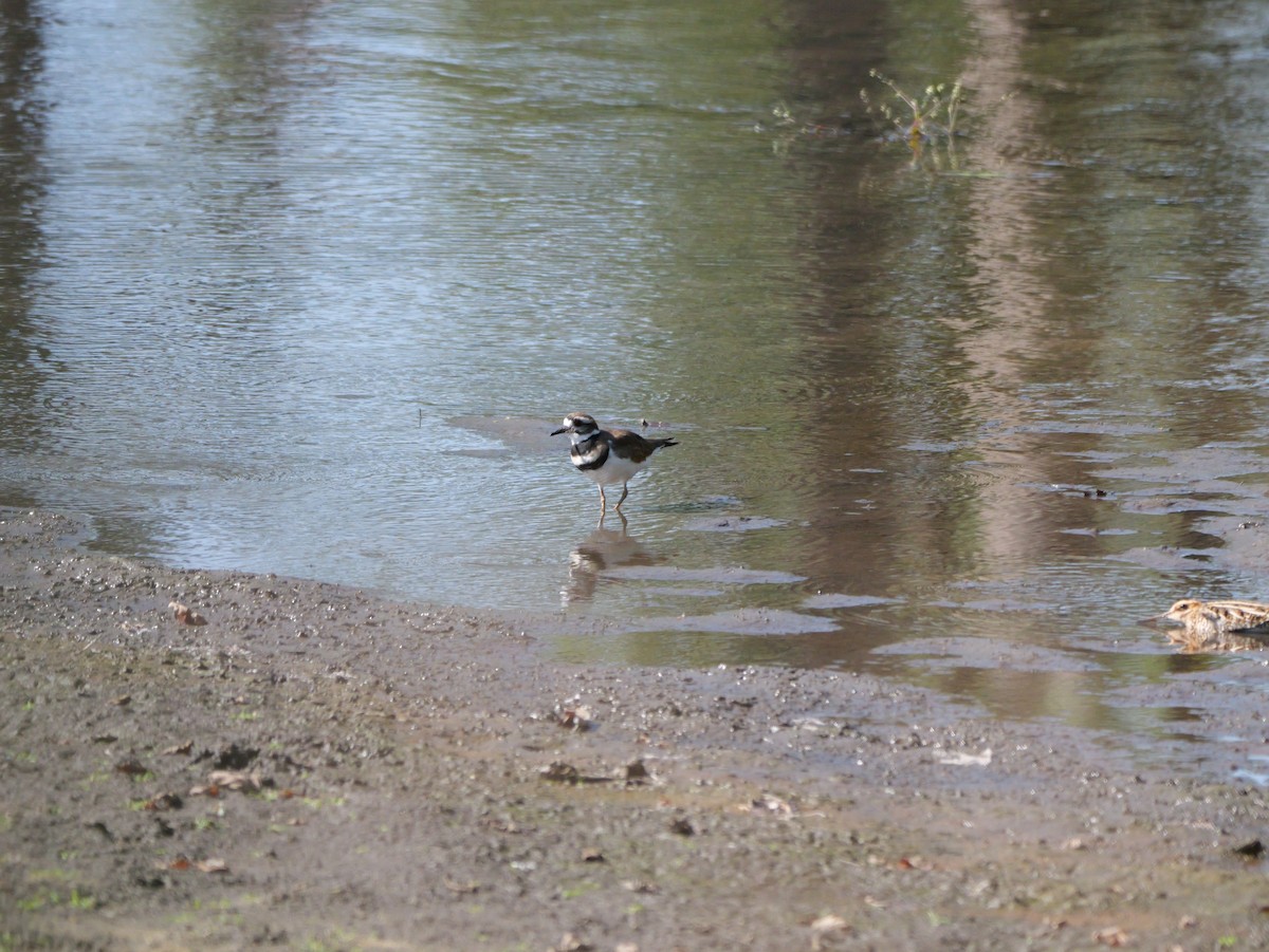 Killdeer - ML643606809