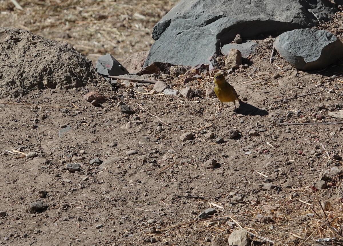 Bright-rumped Yellow-Finch - ML643606813