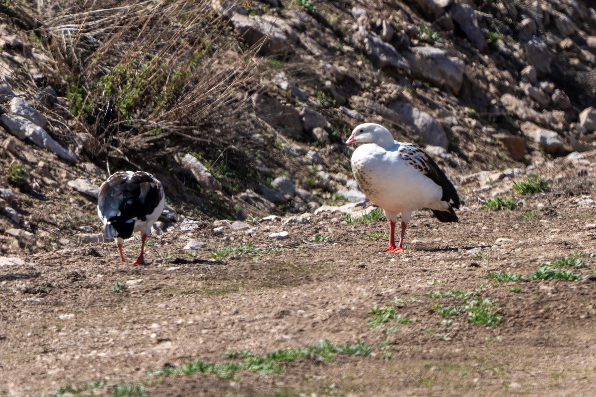 Andean Goose - ML643606818
