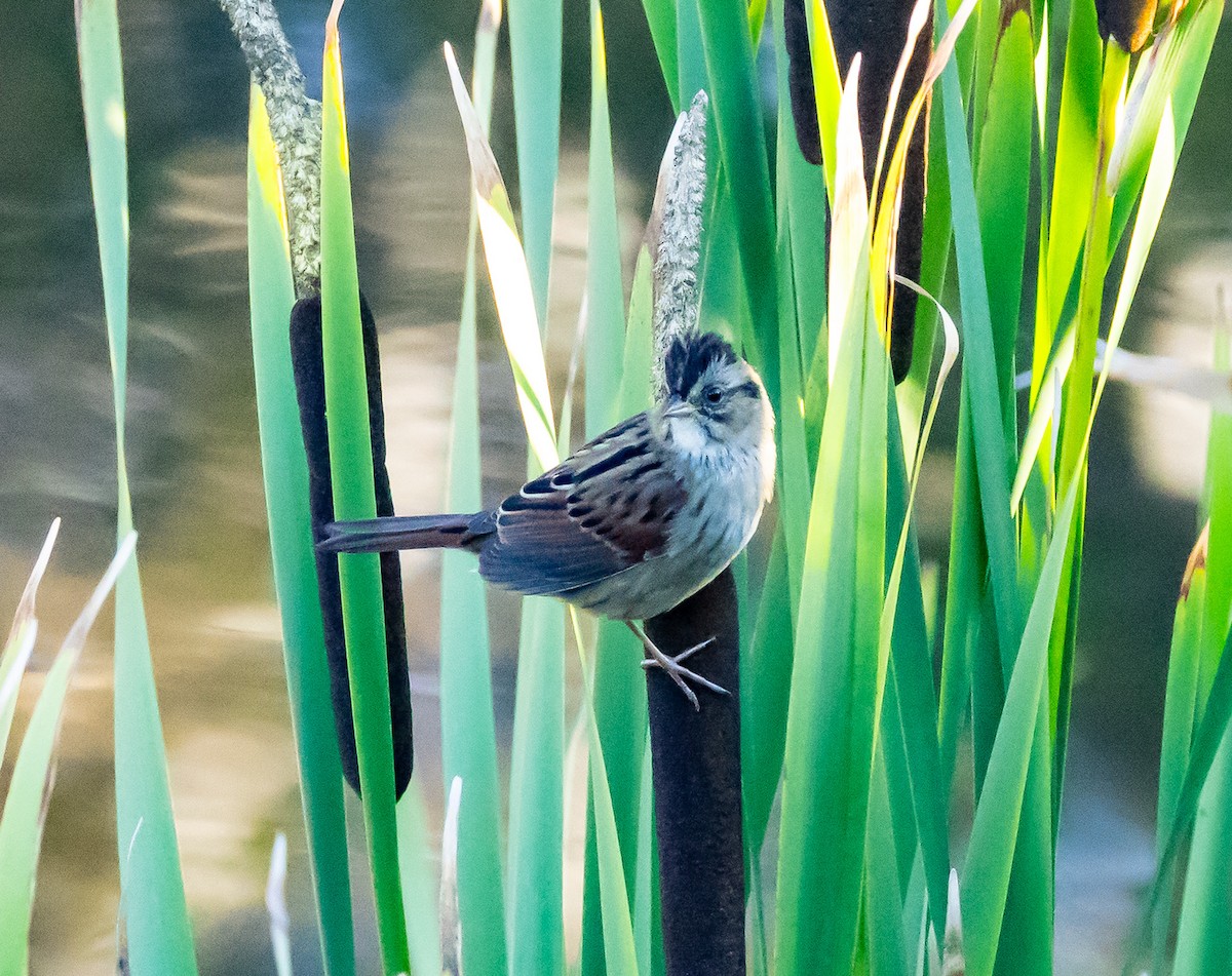 Swamp Sparrow - ML643606824