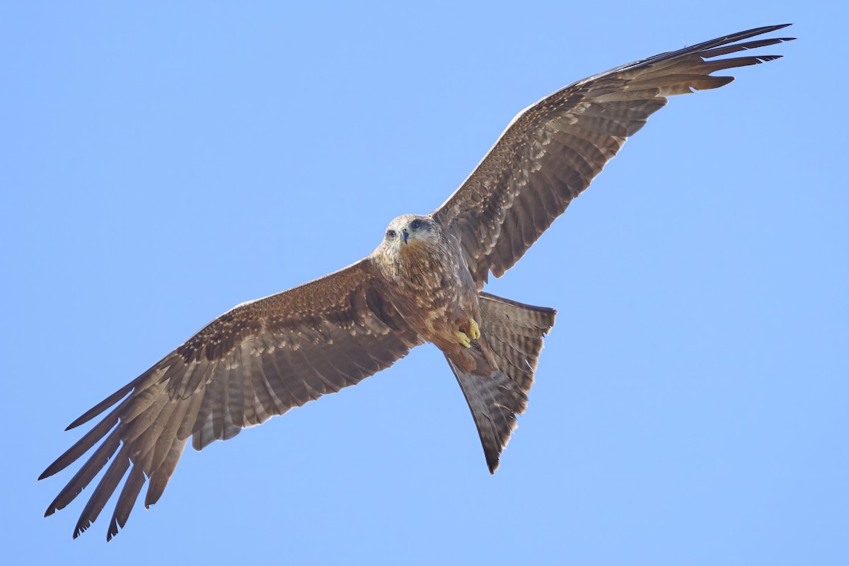 Black Kite - ML643606832