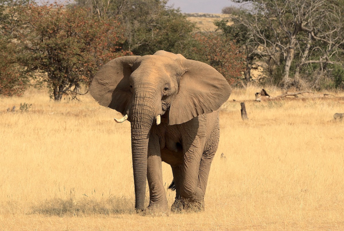 African Savanna Elephant - ML643606836