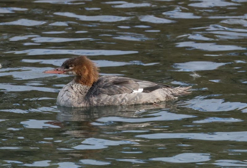 Хумхин бохио - ML643606868