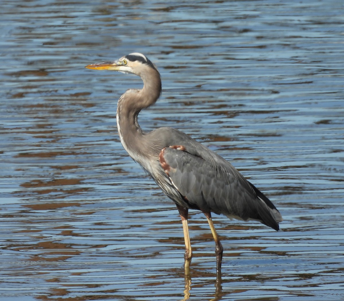 Great Blue Heron - ML643606871