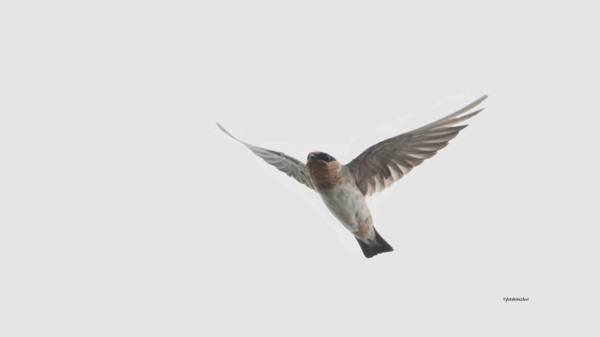 Cave Swallow - ML643606877