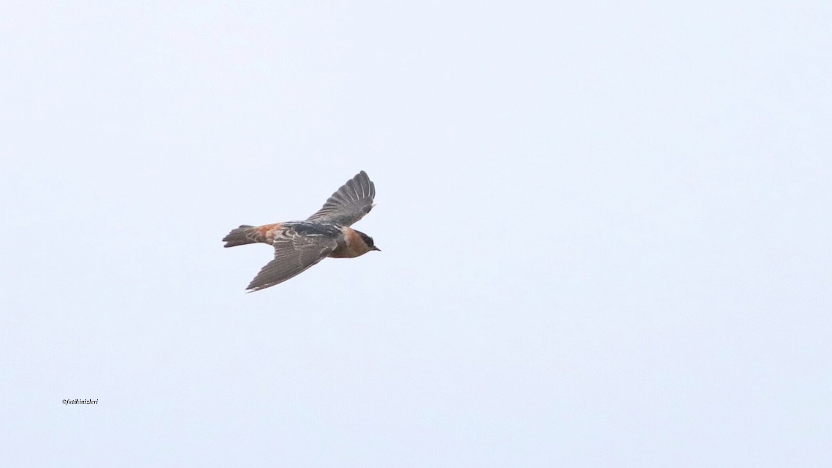Cave Swallow - ML643606893