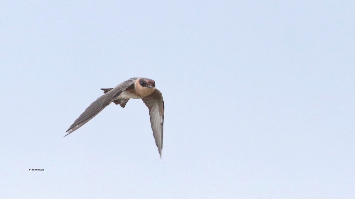 Cave Swallow - ML643606899