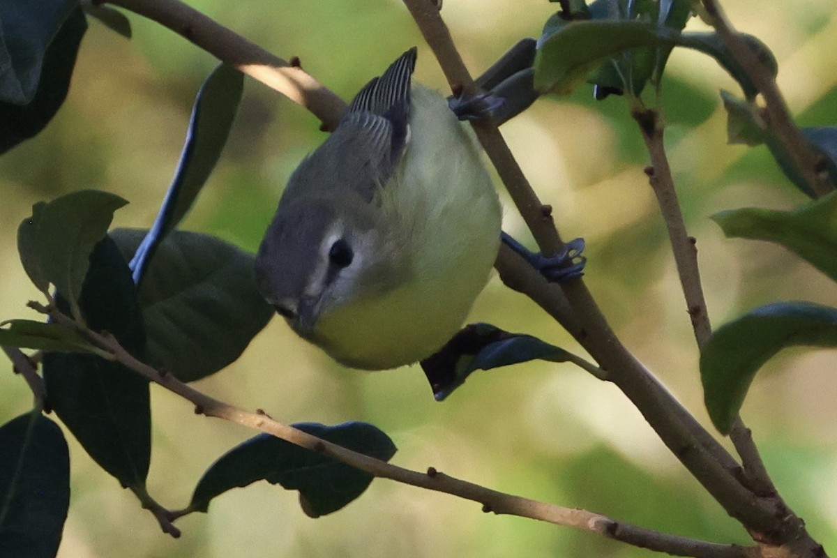Philadelphia Vireo - ML643606901