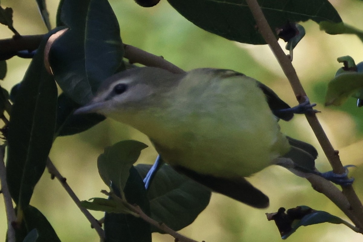 Philadelphia Vireo - ML643606902