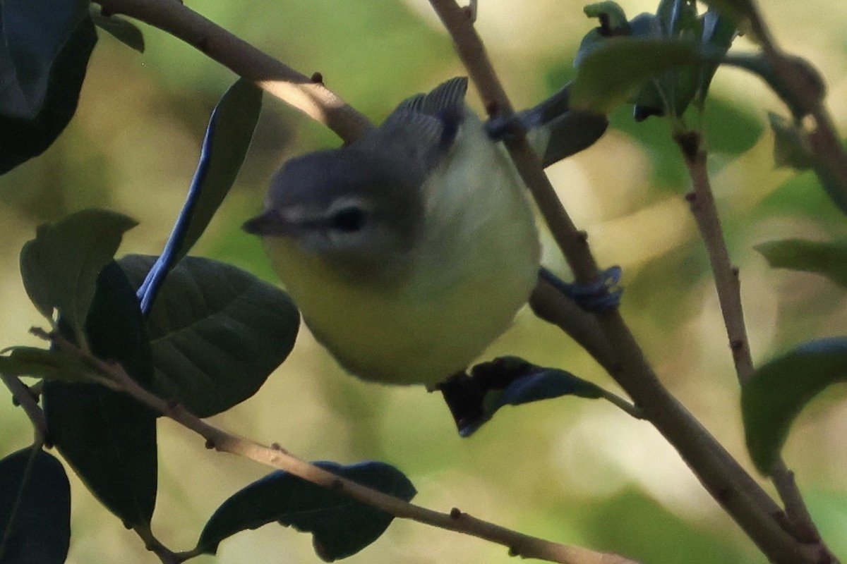 Philadelphia Vireo - ML643606903