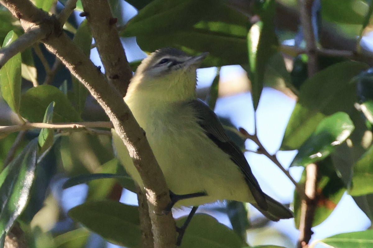 Philadelphia Vireo - ML643606904