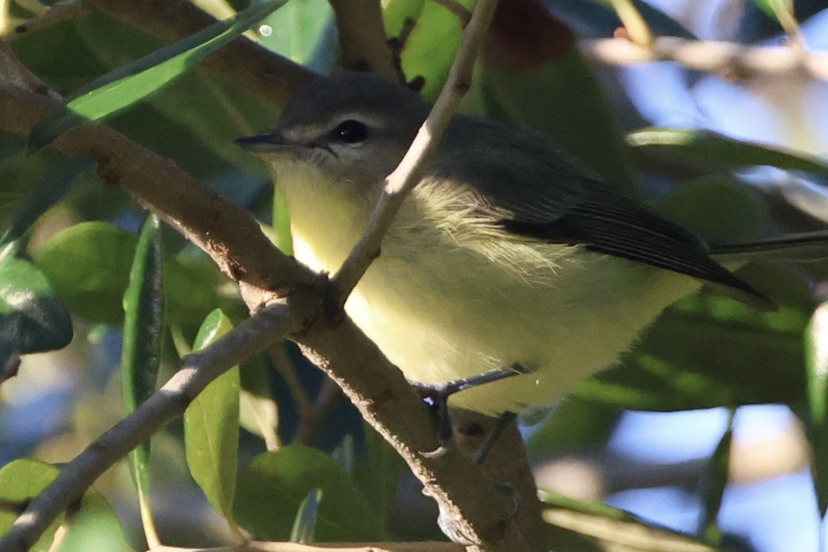 Philadelphia Vireo - ML643606905