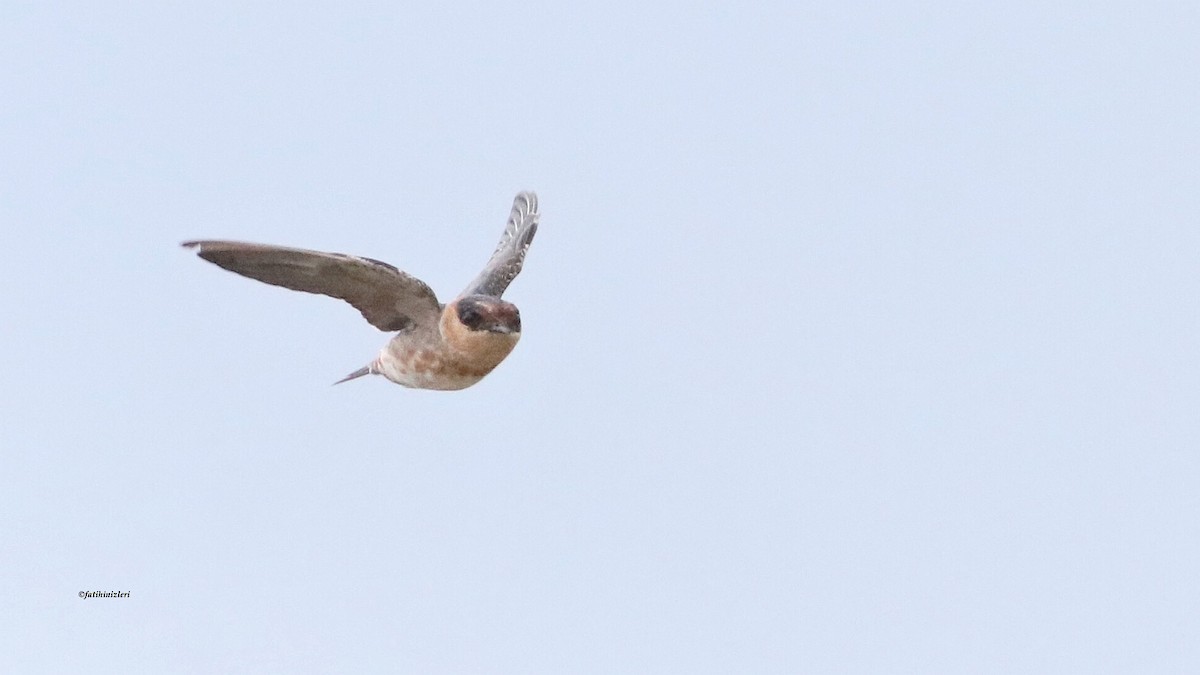 Cave Swallow - ML643606908