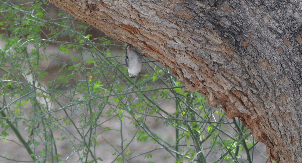 White-breasted Nuthatch - ML643606914
