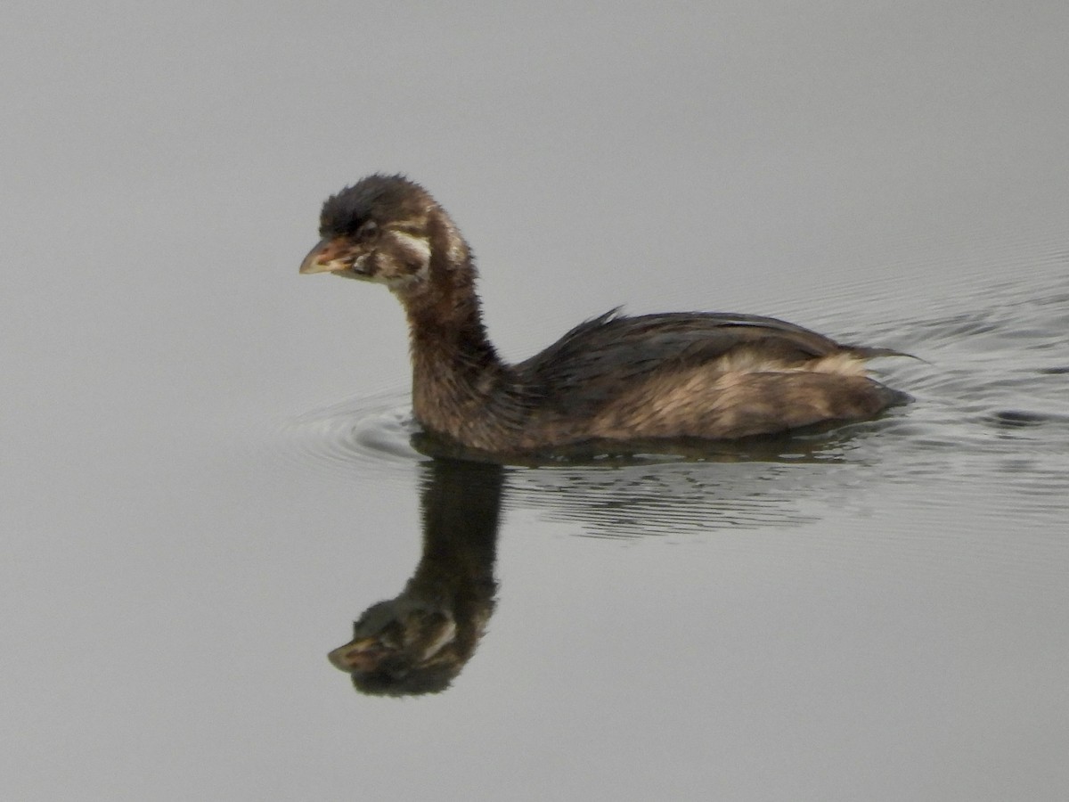 Pied-billed Grebe - ML643606928