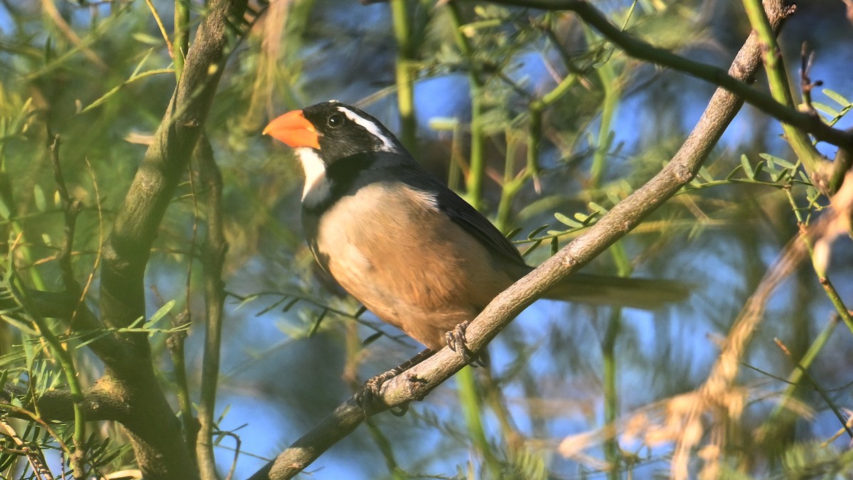 Golden-billed Saltator - ML643606934