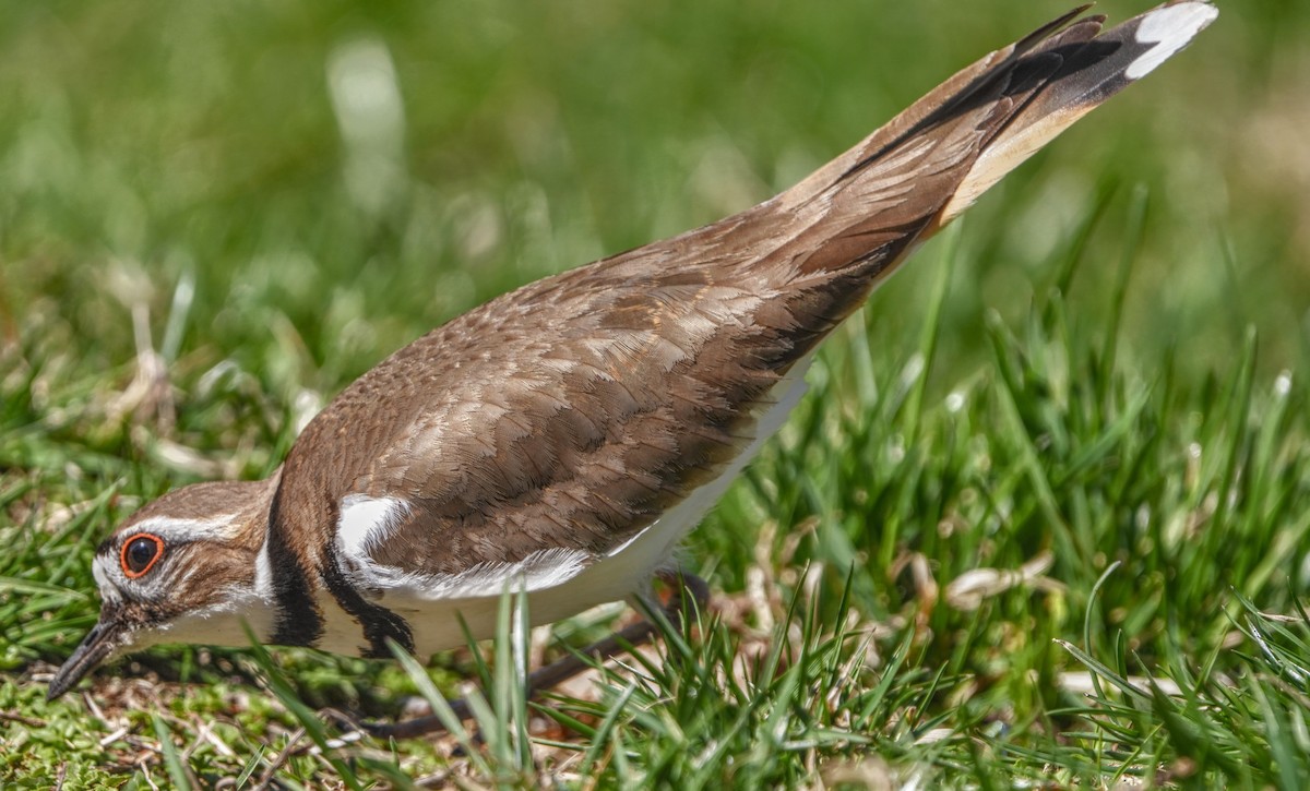 Killdeer - ML643606937