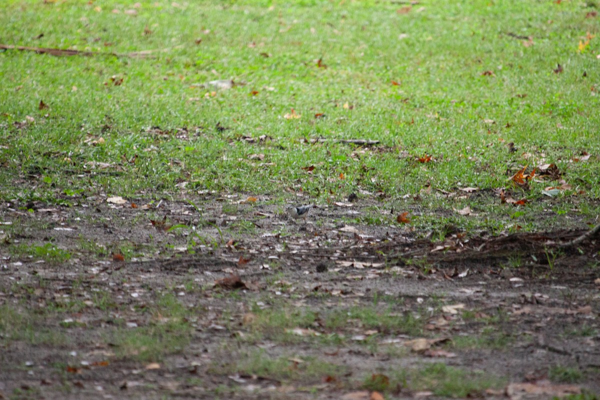 White-breasted Nuthatch - ML643606940