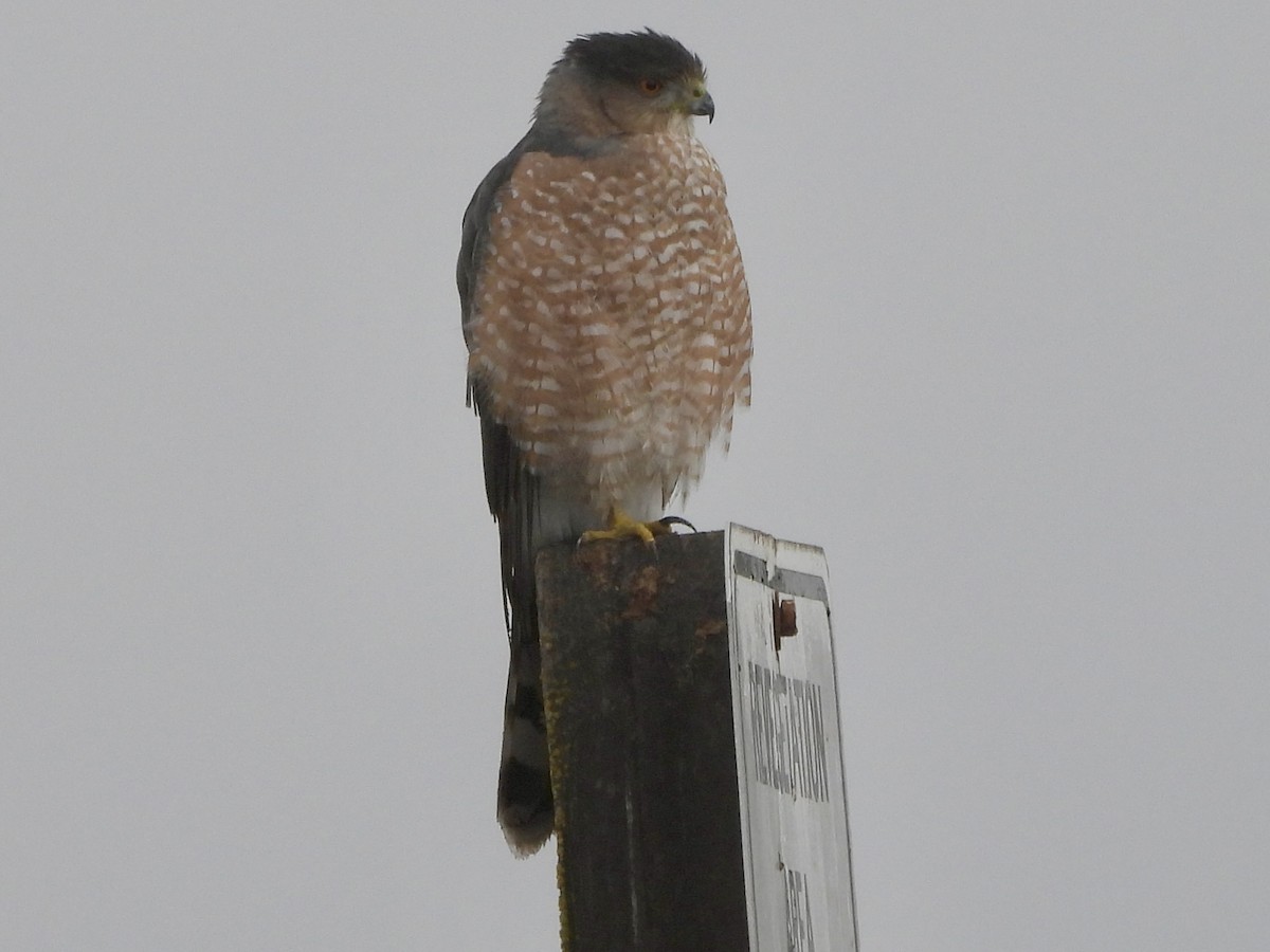 Cooper's Hawk - ML643606947