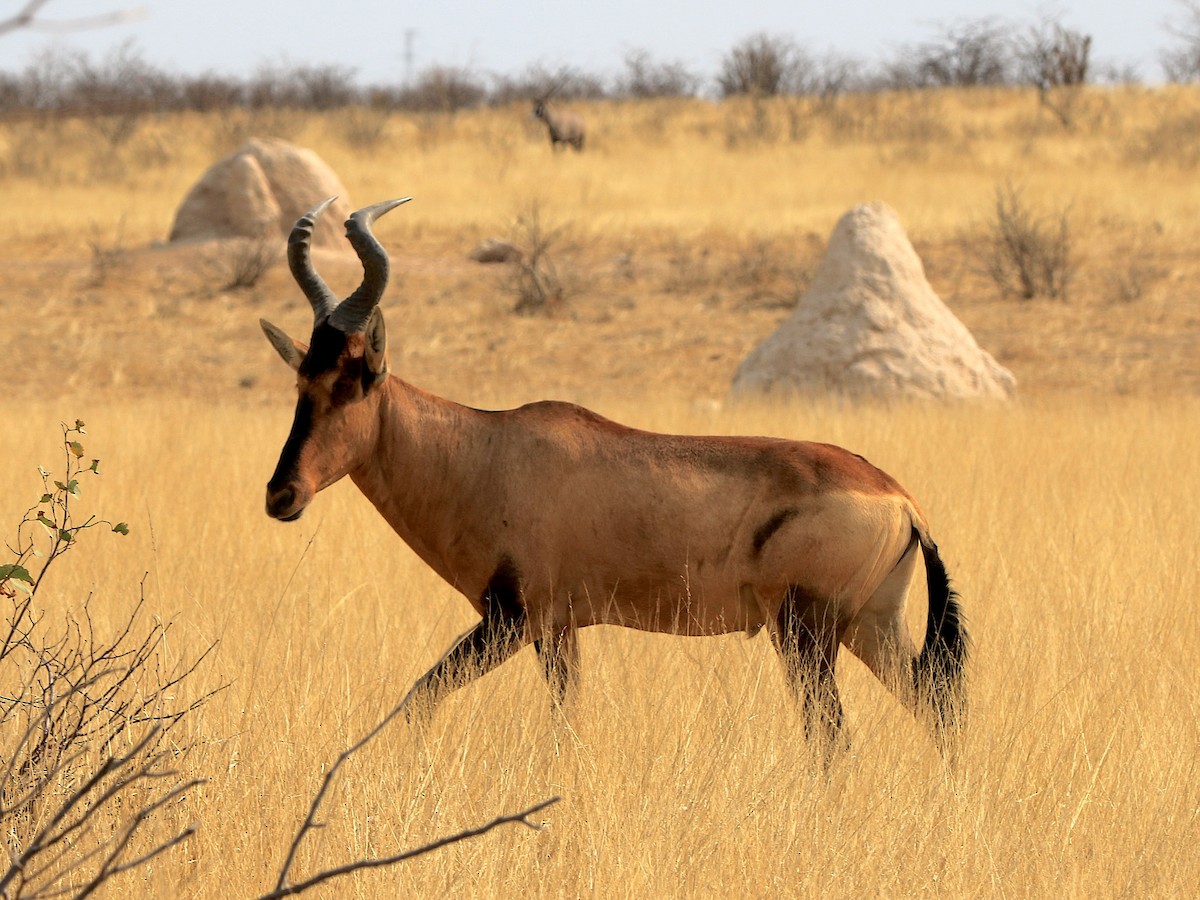 Red Hartebeest - ML643606955