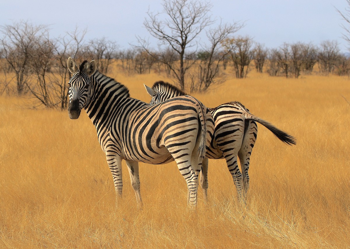 Plains Zebra - ML643606980