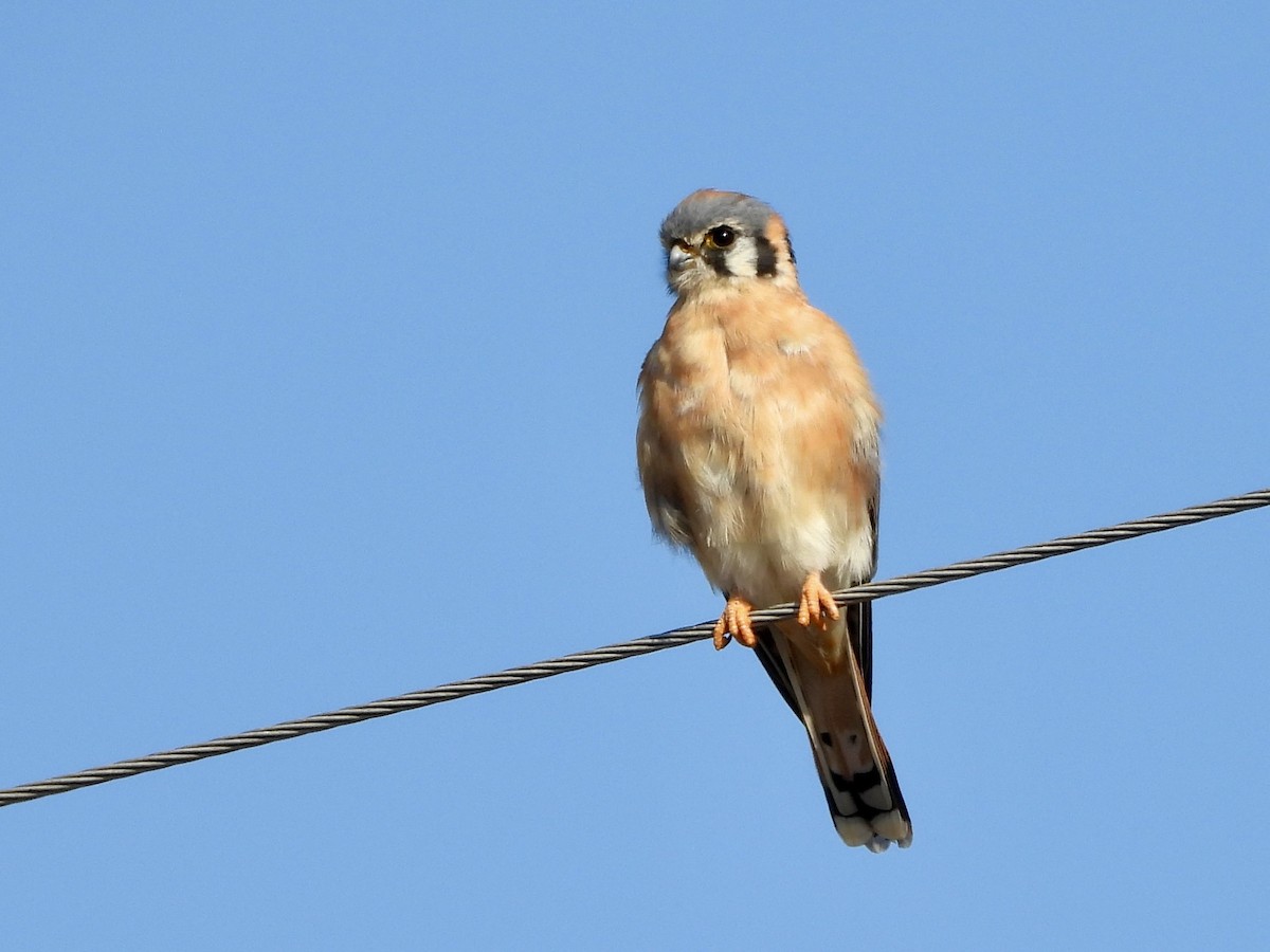 American Kestrel - ML643606982