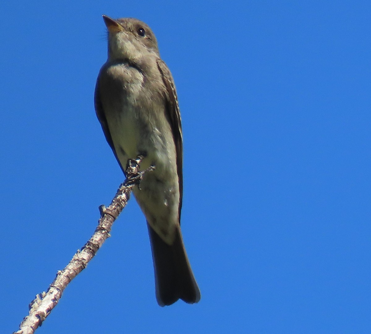 Western Wood-Pewee - ML643607002