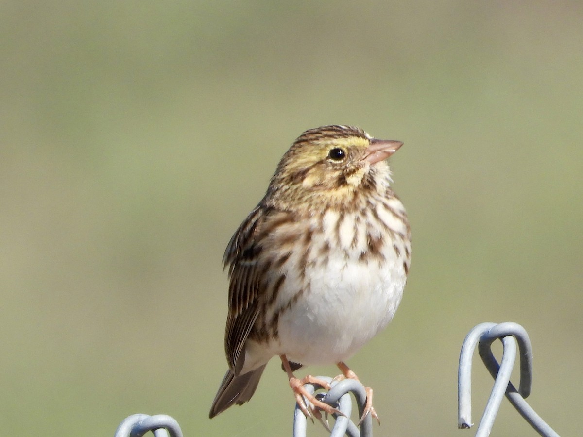 Savannah Sparrow - ML643607006