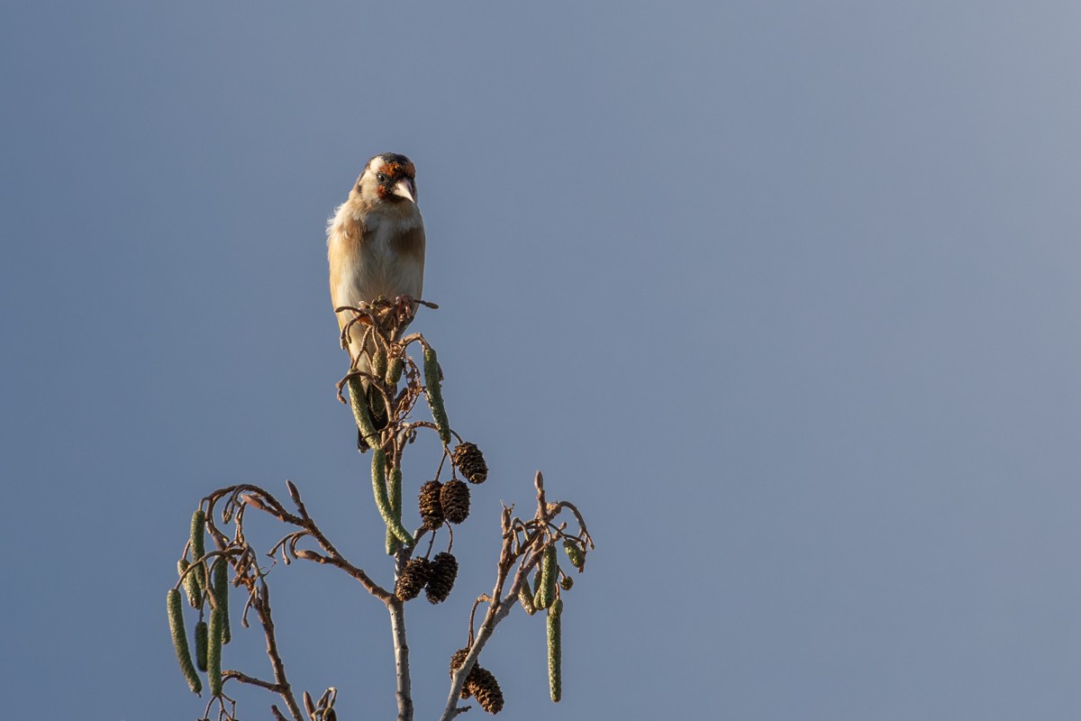 European Goldfinch - ML643607036
