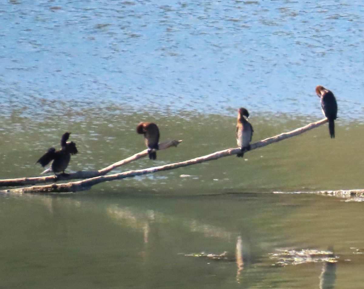 Pygmy Cormorant - ML643607042