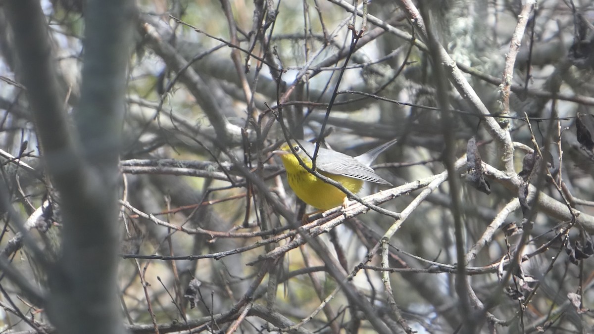 Canada Warbler - ML643607056