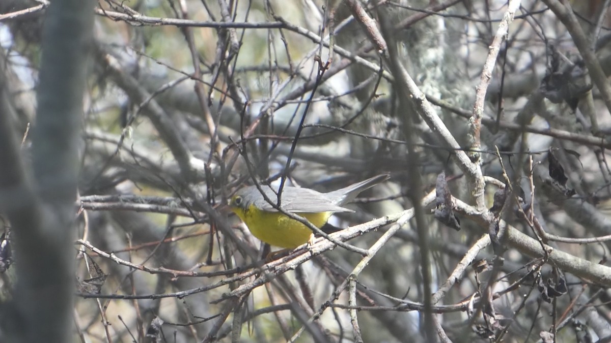 Canada Warbler - ML643607067
