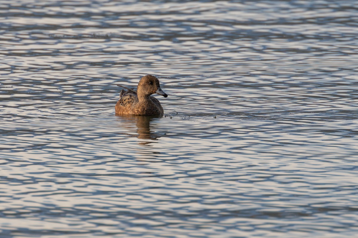 Eurasian Wigeon - ML643607070