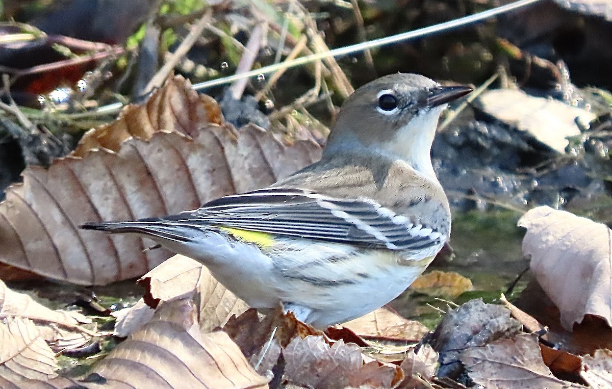 Reinita Coronada (coronata) - ML643607088