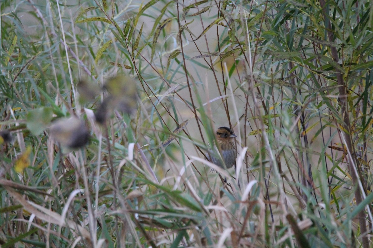 Nelson's Sparrow - ML643607102