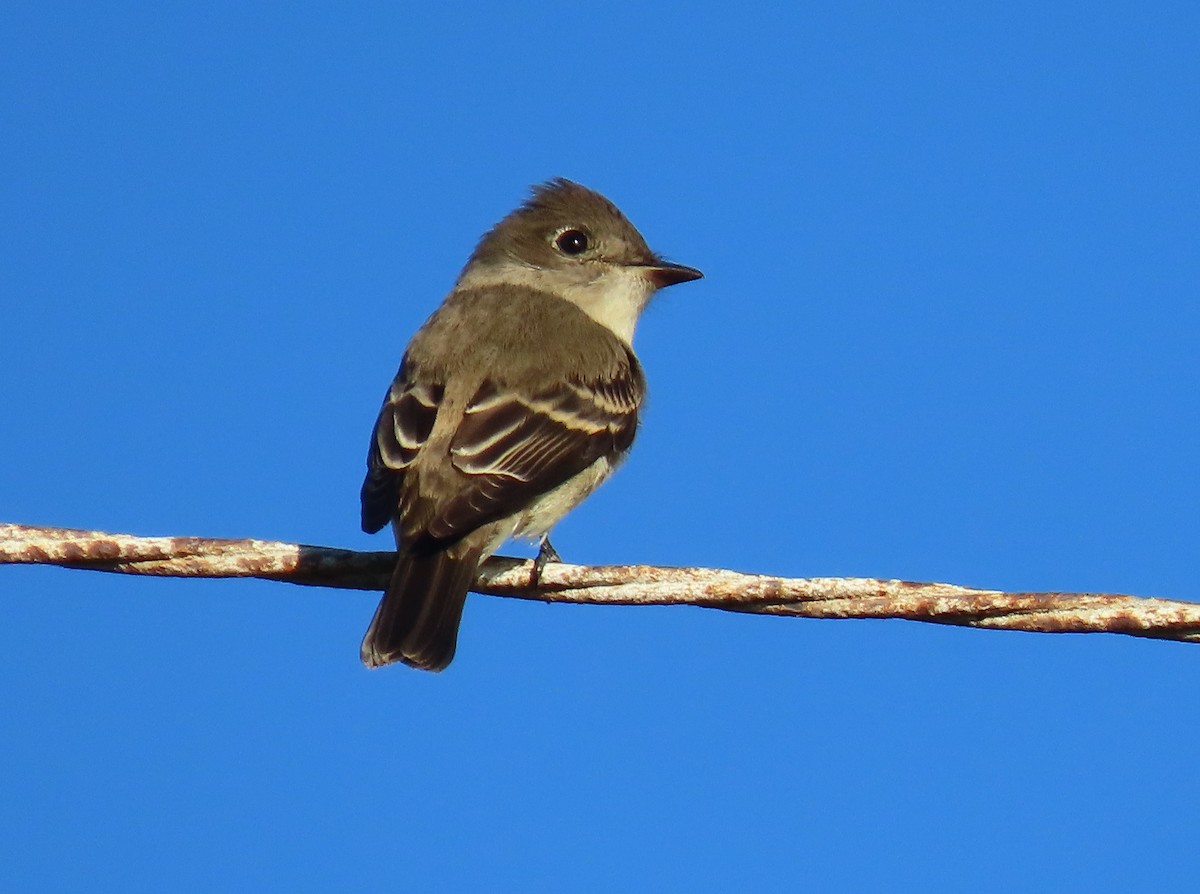 Western Wood-Pewee - ML643607106