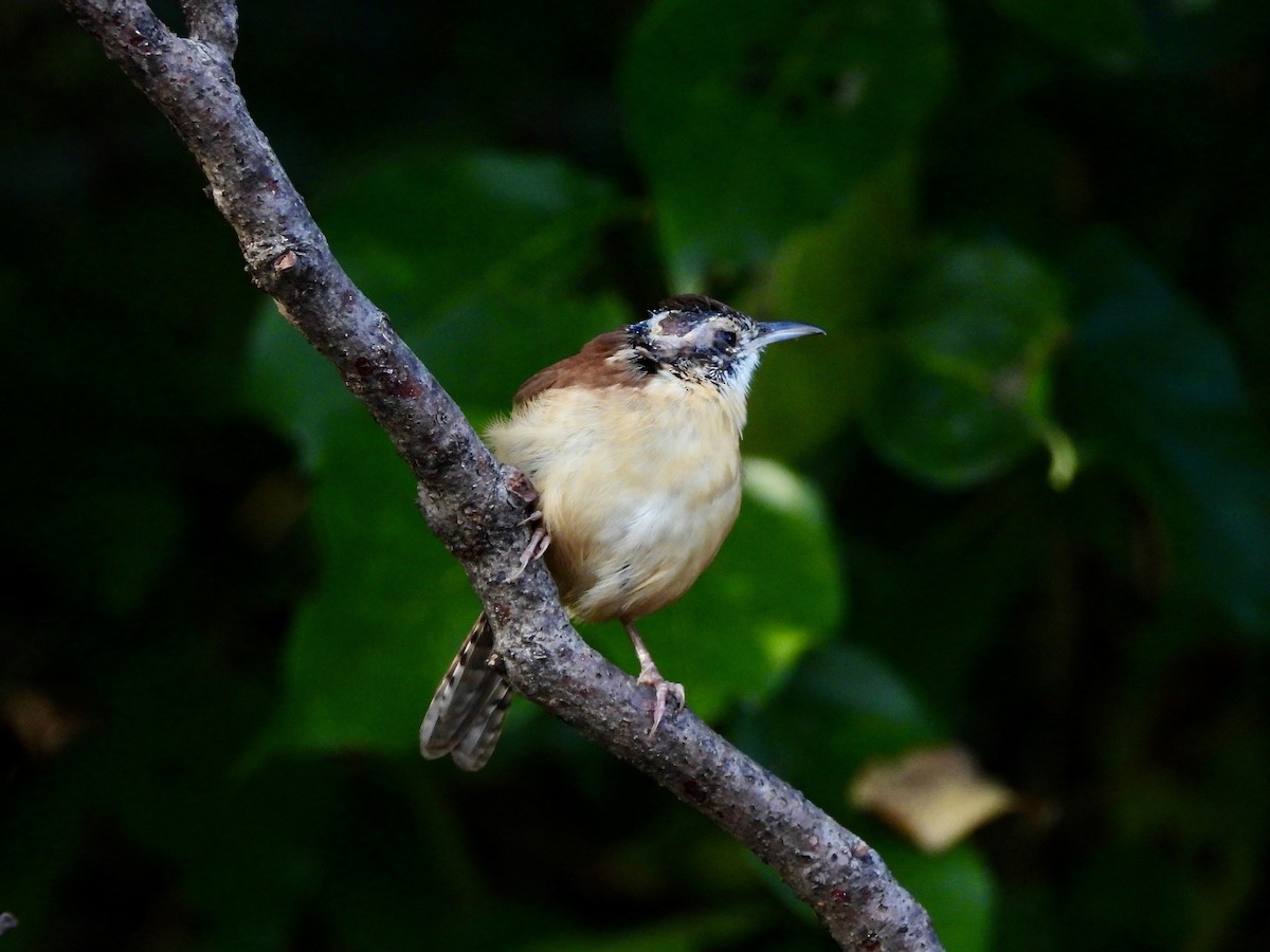 Carolina Wren - ML643607107