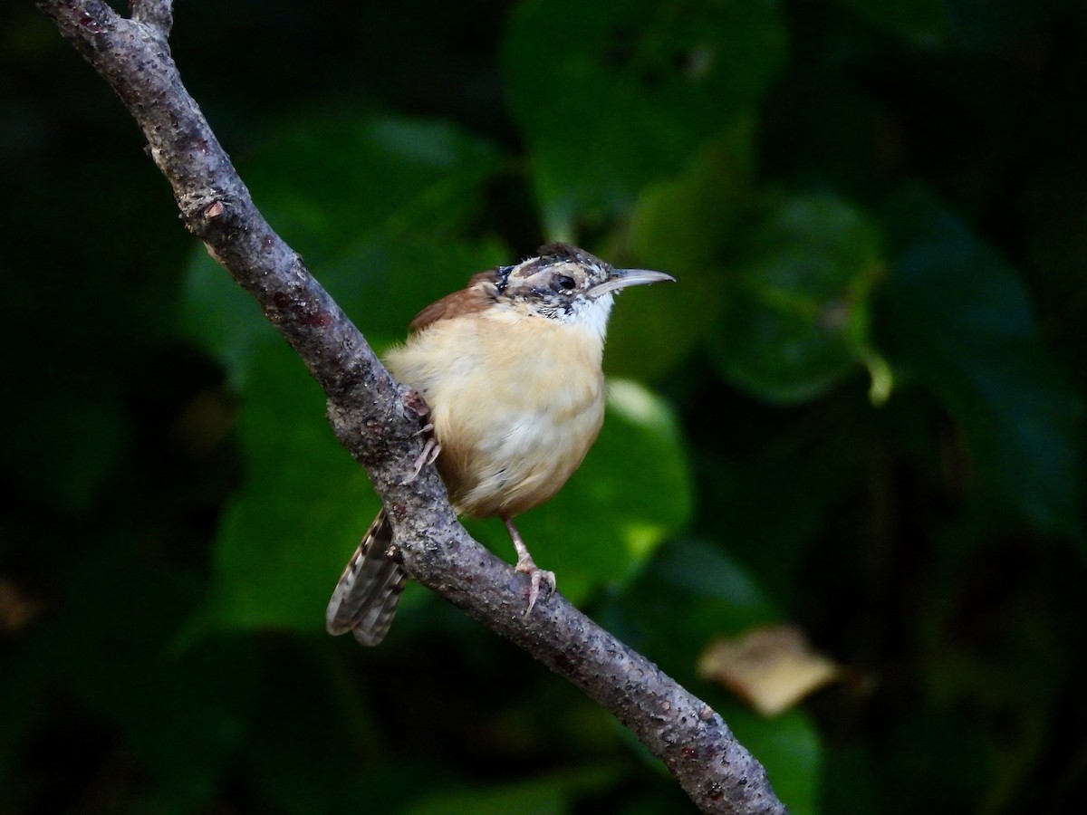 Carolina Wren - ML643607108