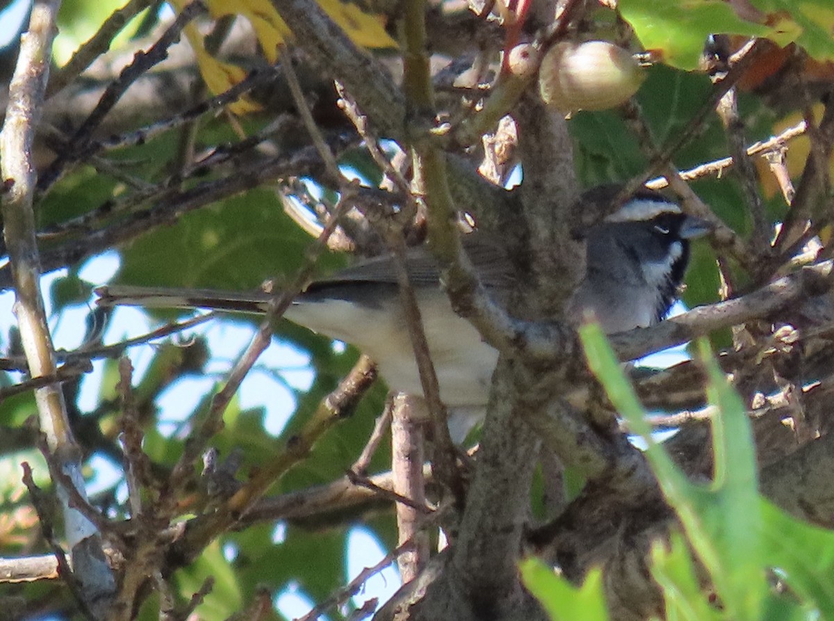 Black-throated Sparrow - ML643607113