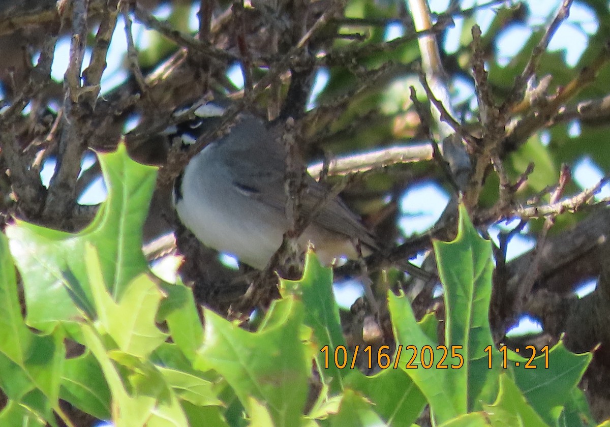 Black-throated Sparrow - ML643607114