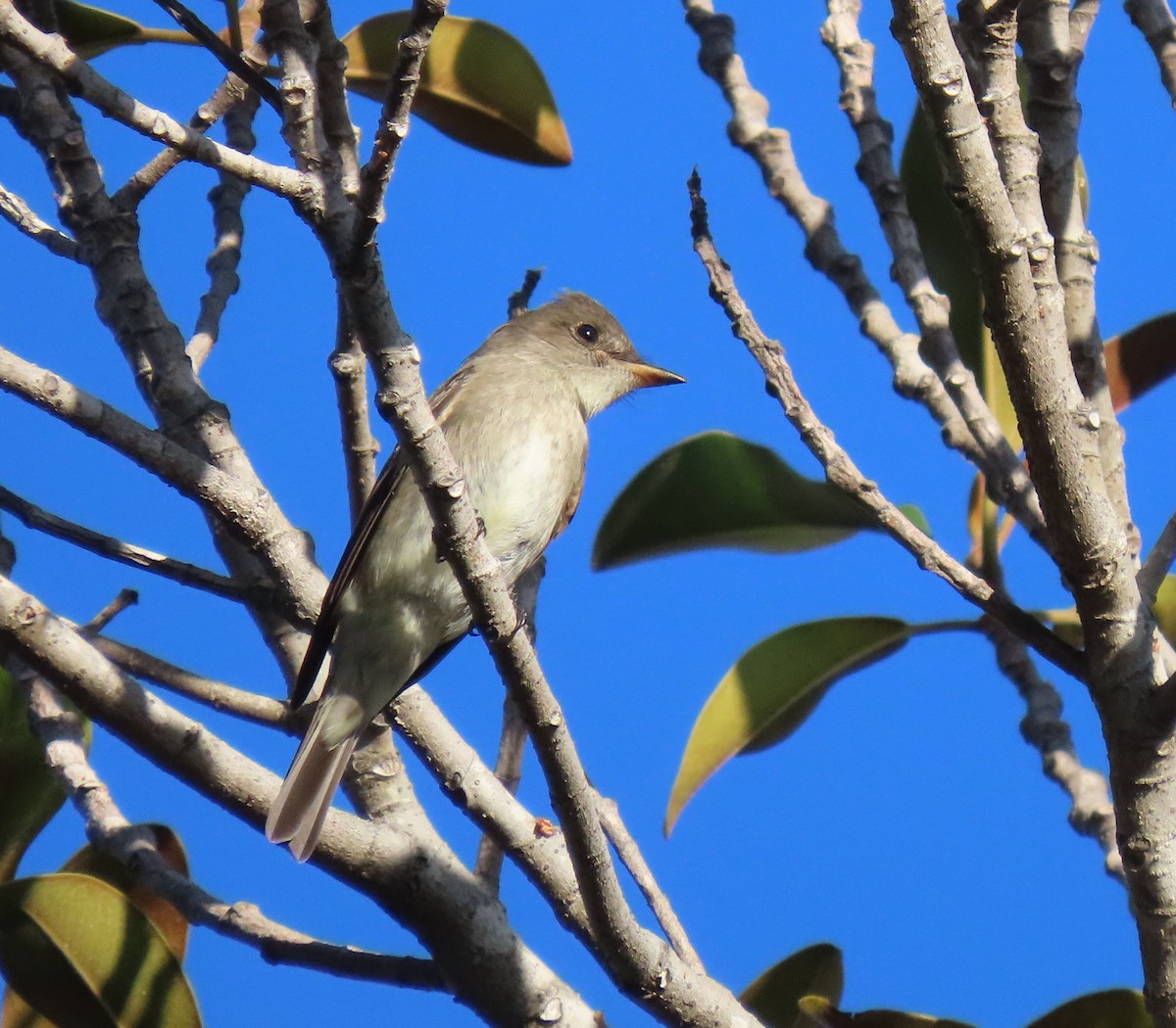 Western Wood-Pewee - ML643607127