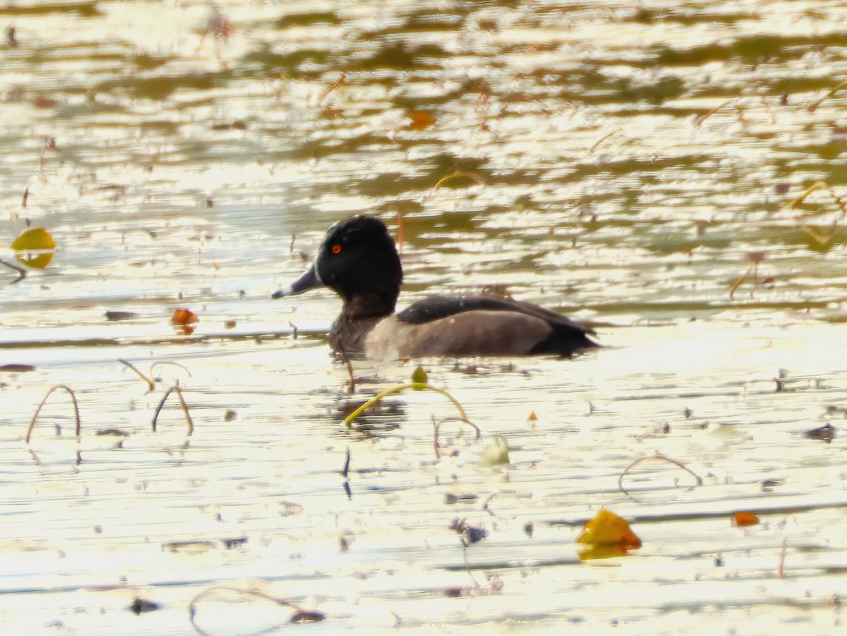 Ring-necked Duck - ML643607130