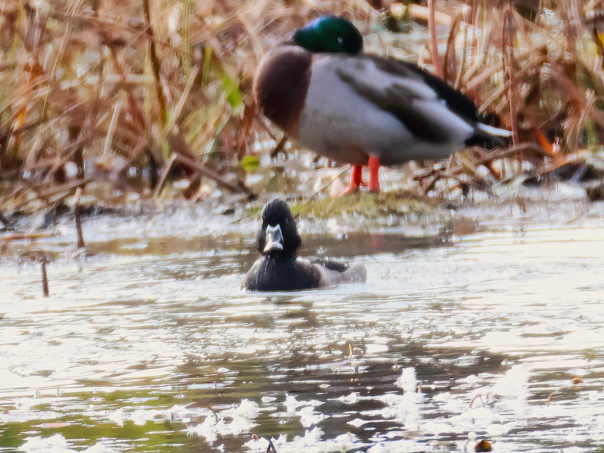 Ring-necked Duck - ML643607131