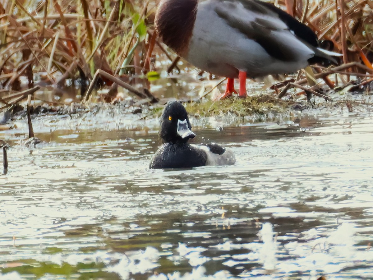 Ring-necked Duck - ML643607132