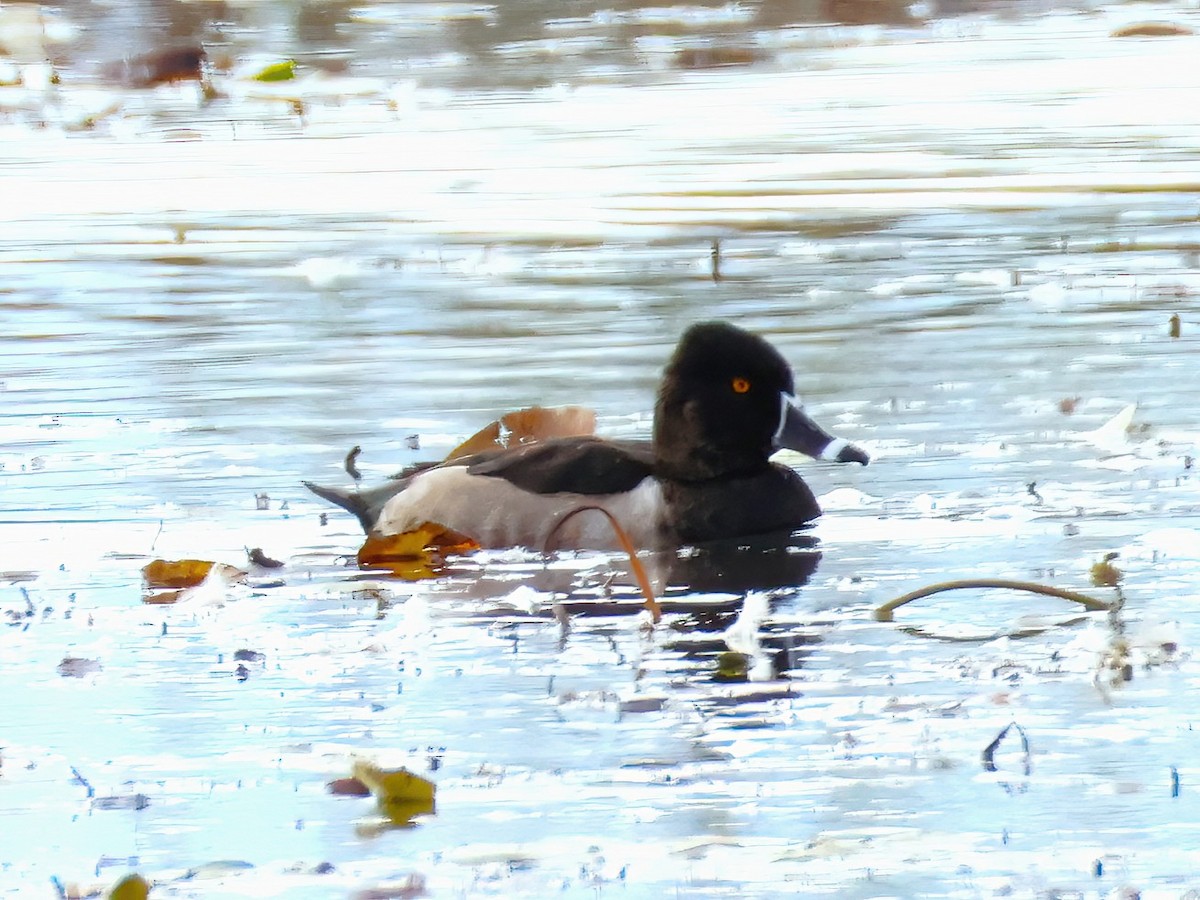 Ring-necked Duck - ML643607133