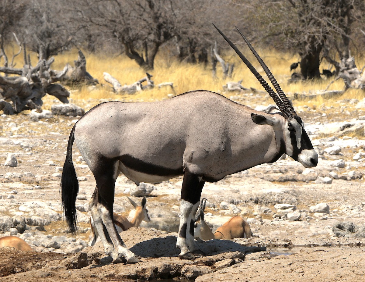 Gemsbok - ML643607145