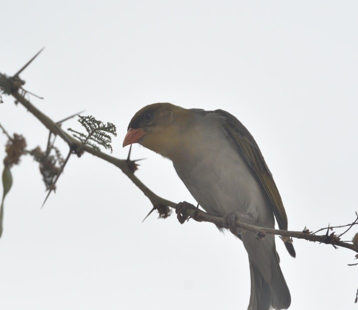 Red-headed Weaver - ML643607148